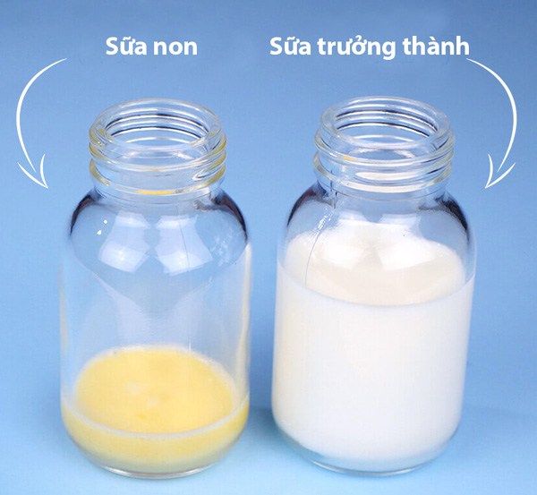 Sữa non và sữa trưởng thành