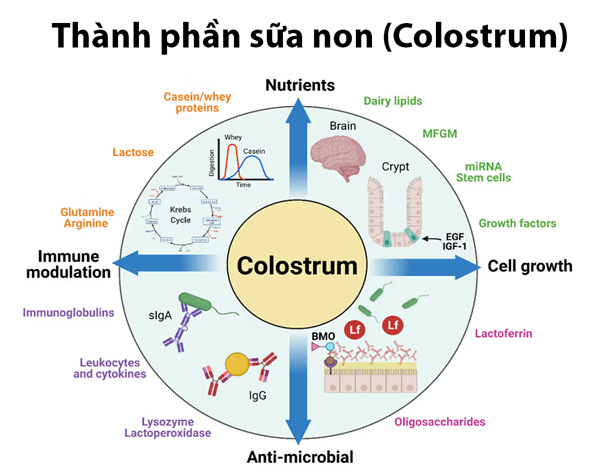 Thành phần sữa non Colostrum